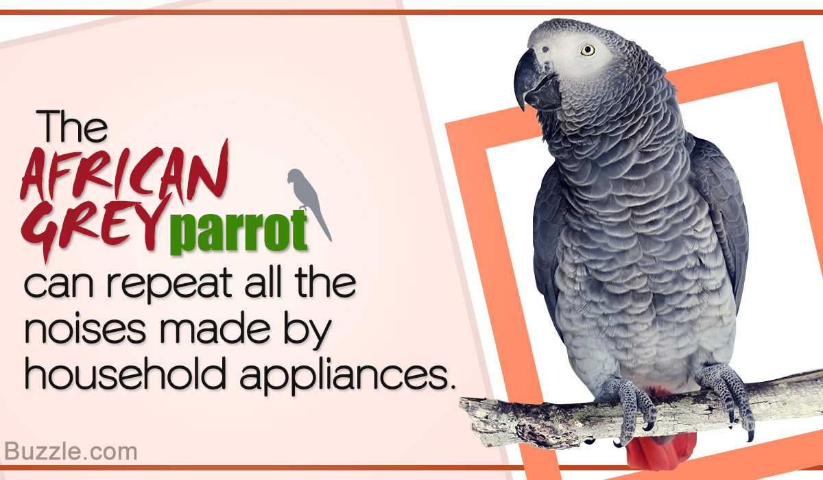 African Grey Parrot Care