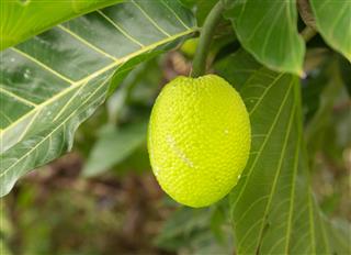 Breadfruit tree growing in plantation in Kauai