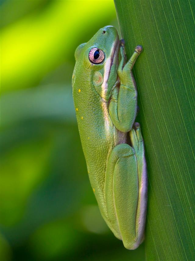 American green tree frog