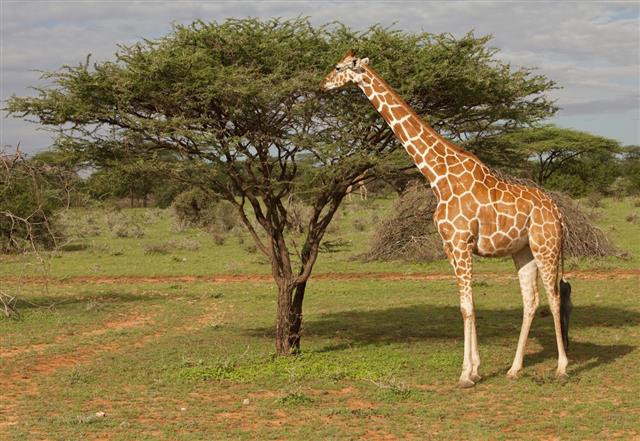 Reticulated giraffe, East Africa