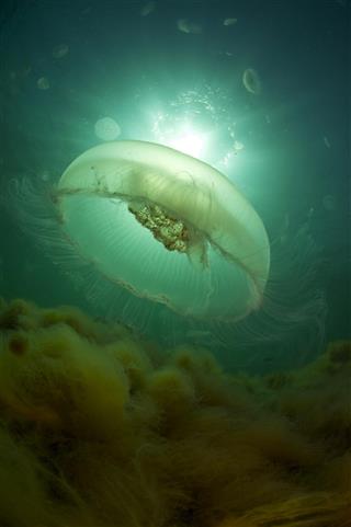 Jellyfish in green water