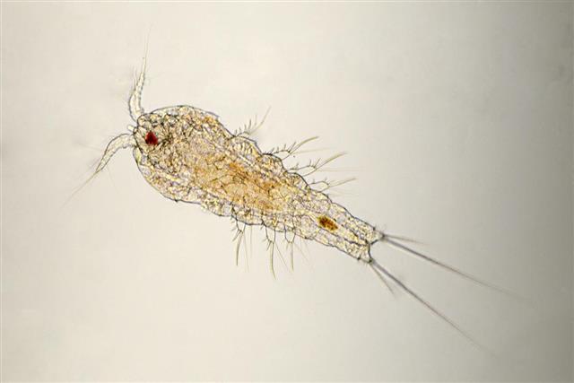 cyclopoid copepod