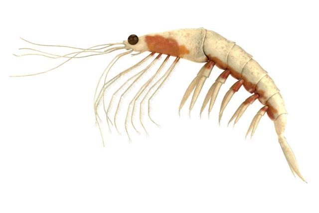 krill fish