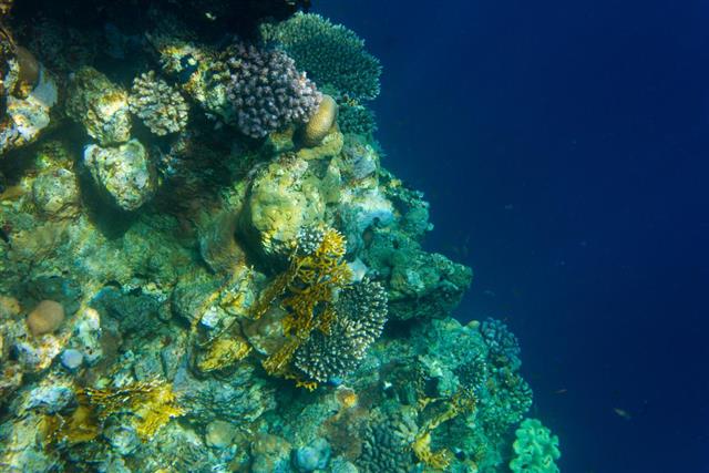 underwater corals