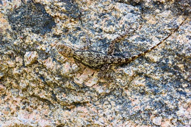 Camouflaged Lizard