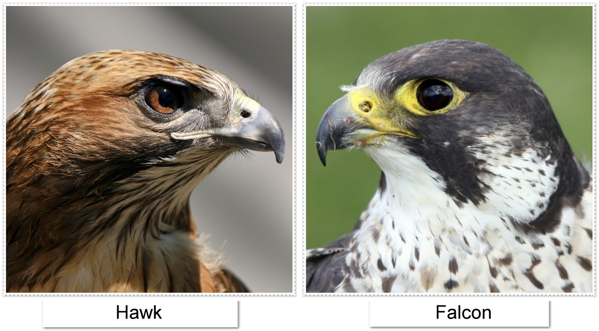 Wonderfully Wild Wednesday: Hawks vs. Falcons