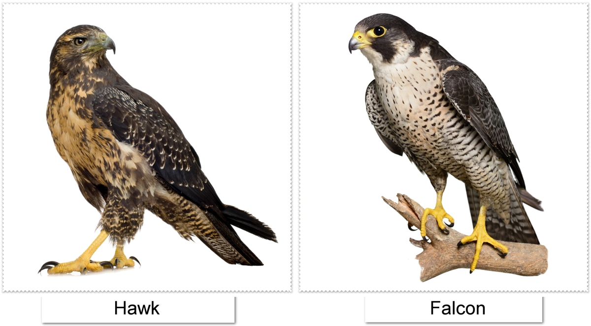 The Easy Way of Distinguishing Between Hawks and Falcons ...