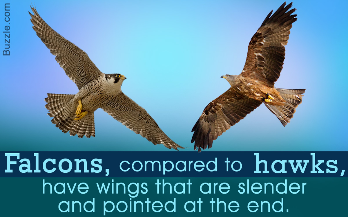 Distinguishing Between Hawks and Falcons
