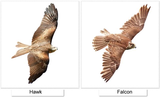 Flying falcon