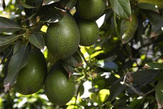 Close-up of Ripening Avocados On Tree