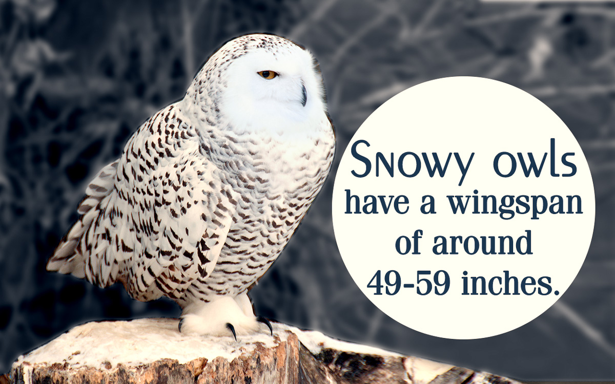 How Long do Snowy Owls Live