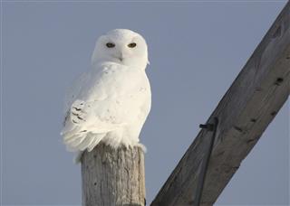 Young male Snowy Owl on power pole