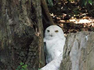 Snowy Owl Nestled in the Base of a Tree