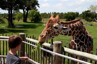 A young people feeding leaves to a giraffe in a zoo