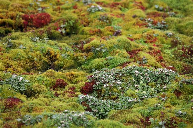 Arctic moss - polar region in summer