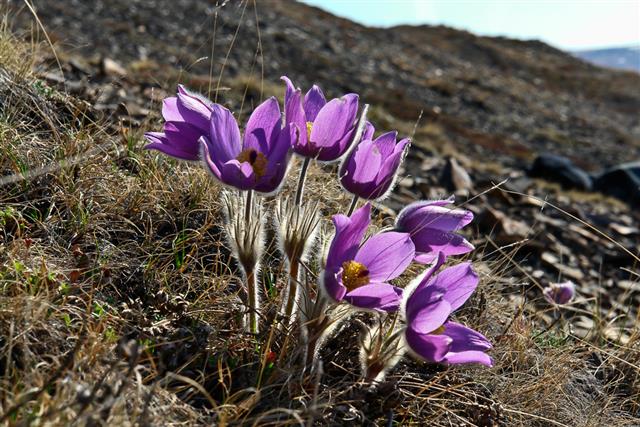 Spring flowers in the tundra of Chukotka. Pulsatilla vulgaris