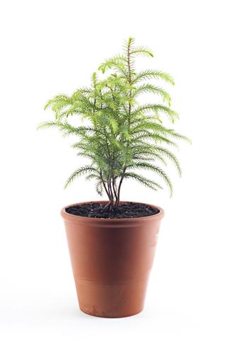 Potted Norfolk Pine