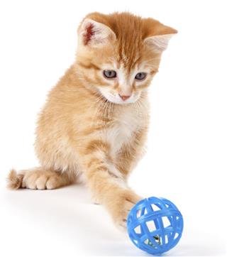 Cute orange kitten playing with a toy