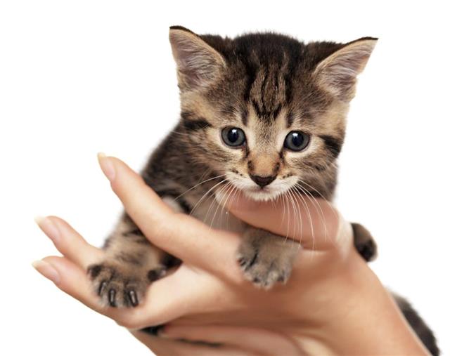 Holding cute little cat