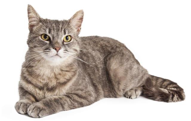 Gorgeous Domestic Shorthair Tabby Cat Laying