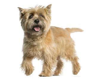 Cairn terrier walking in front of a white background???