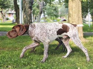 German short-haired pointers hunting