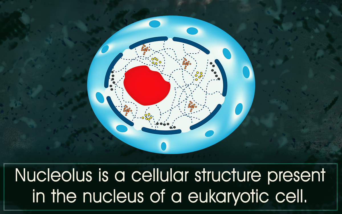 What is the Nucleolus? - Biology Wise