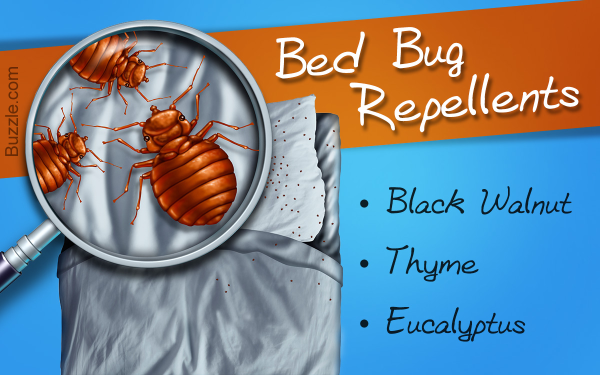 Natural Bed Bug Repellents