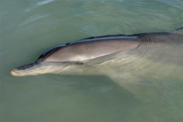 Dolphin resting