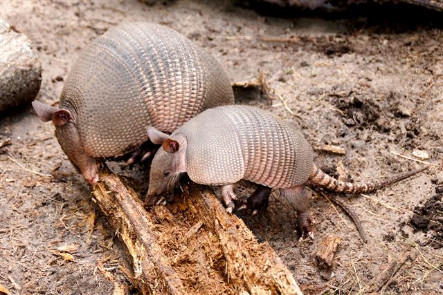 Armadillo with Baby