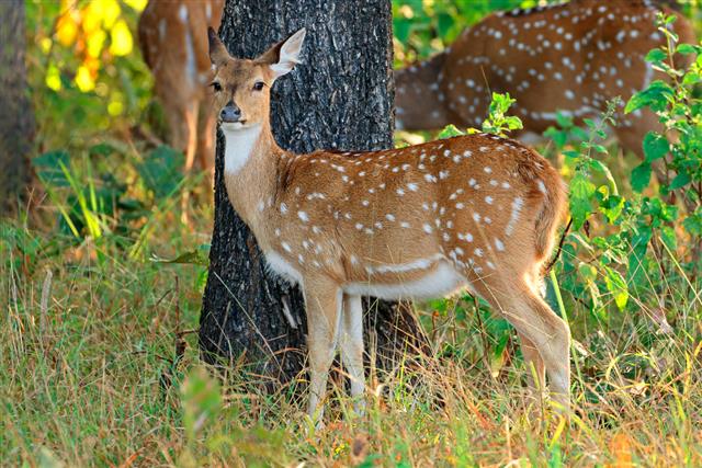 deer photo