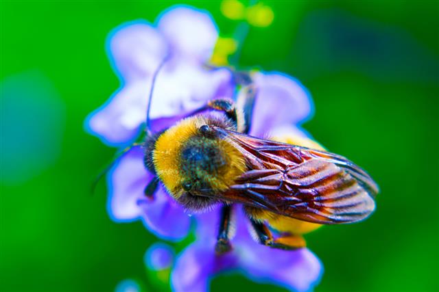 Honeybee close up