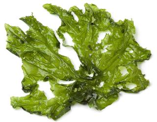 Leaf of Sea lettuce