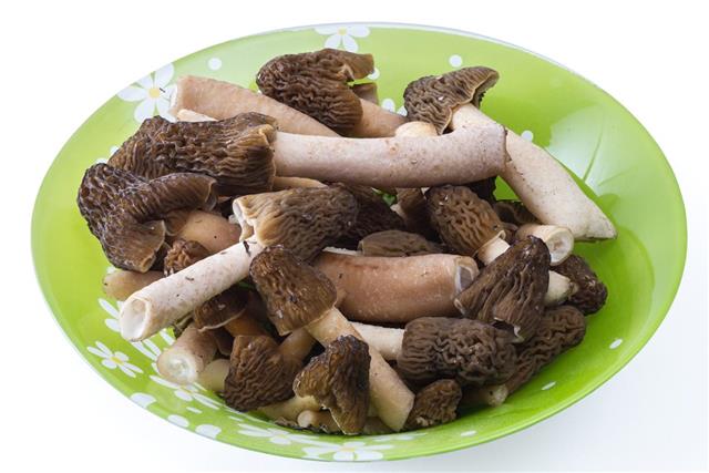 Morel Mushrooms in bowl