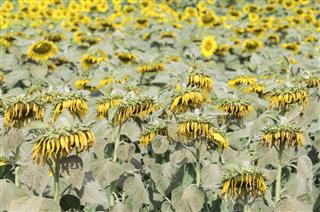 Wilted sunflowers field