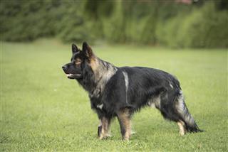old German shepherd dog