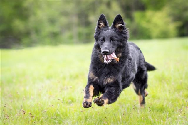 Chodsky pes, running towards camera, watch dog