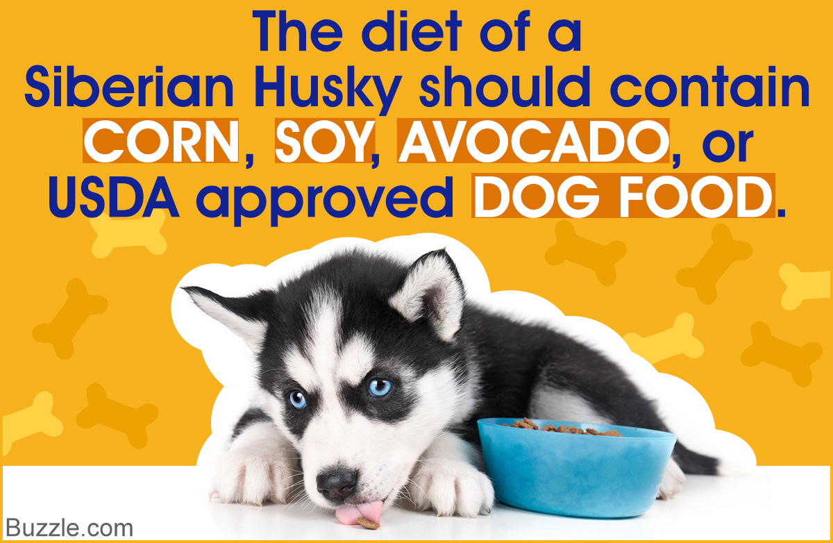 Siberian Husky Diet