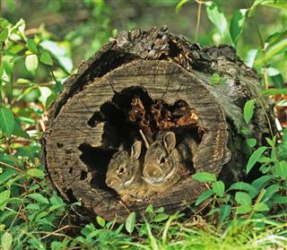 Two Baby Rabbits hiding in log