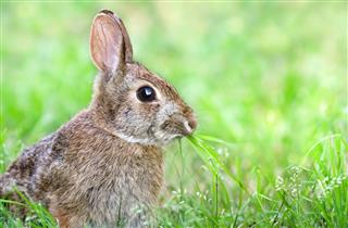Cute Cottontail bunny rabbit munching grass in the garden