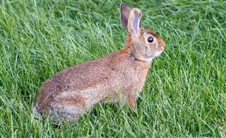 Eastern cottontail hare sitting on grass