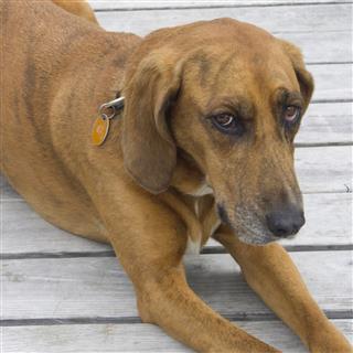 Redbone coonhound dog