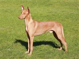 Pharaoh hound dog