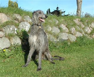 Scottish deerhound dog