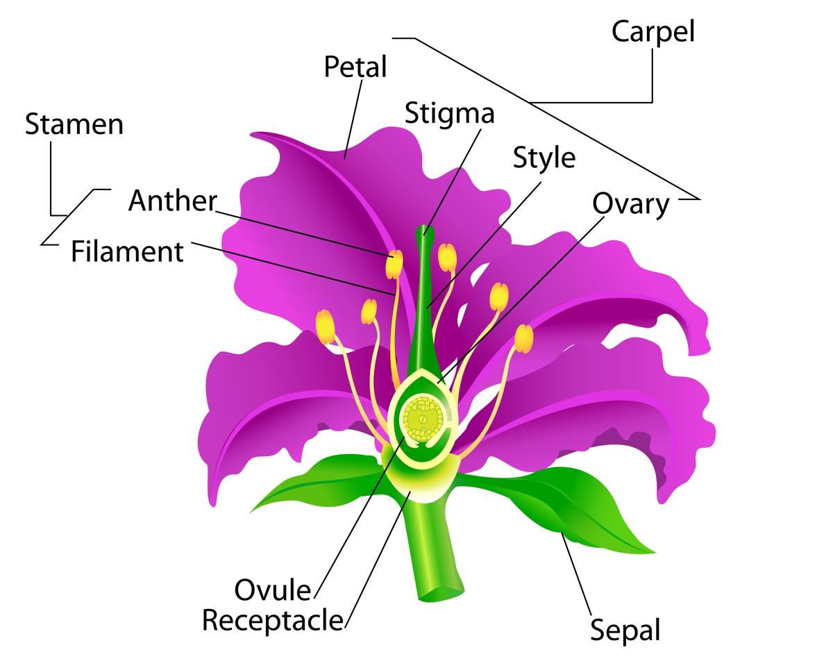 Life Cycle Of Angiosperms Biology Wise