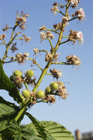Conkers developing on spring blossom of white horse chestnut