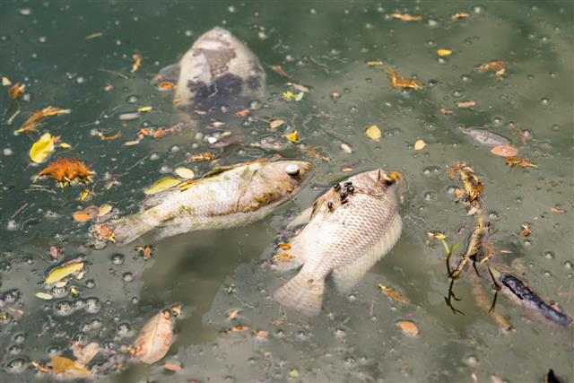 Dead fish floated in the dark water