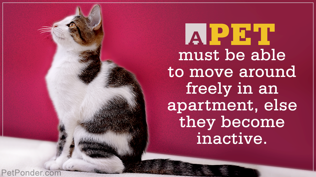 Is it Ethical to Keep Pets in Apartments?
