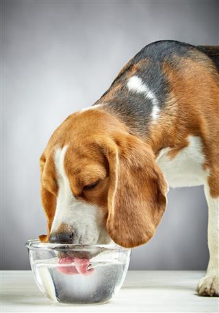 Beagle dog drinks water