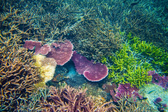 被全球变暖杀死的死珊瑚